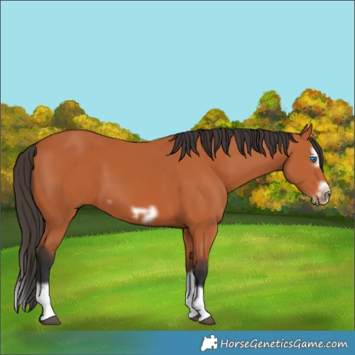 Horse Color:Bay Splash Frame 