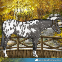 Horse Color:Black Near Leopard 