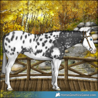 Horse Color:Black Splash Near Leopard 