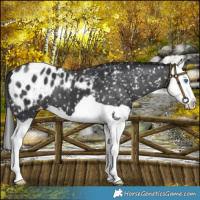 Horse Color:Black Splash Blanket 