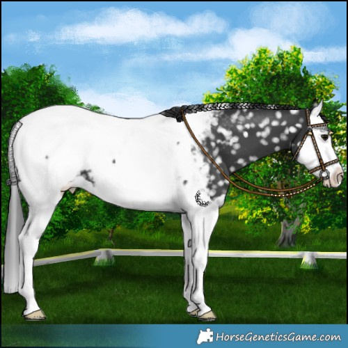 Horse Color:Black Splash Appaloosa 