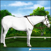 Horse Color:Black Splash Fewspot 