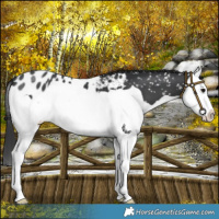 Horse Color:Black Splash Appaloosa 