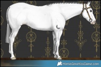 Horse Color:Black Fewspot 