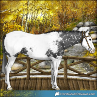 Horse Color:Black Splash Snowcap