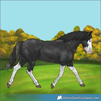 Horse Color:Black Splash