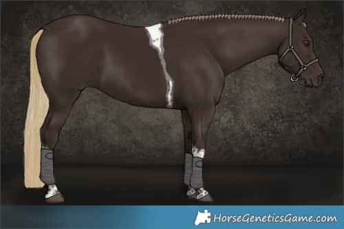 Horse Color:Liver Chestnut Tobiano 
