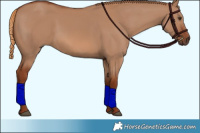 Horse Color:Red Dun 