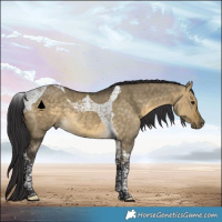 Horse Color:Buckskin Dun Tobiano Rabicano 