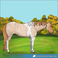 Horse Color:Red Roan Tobiano