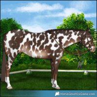 Horse Color:Liver Chestnut Near Leopard 