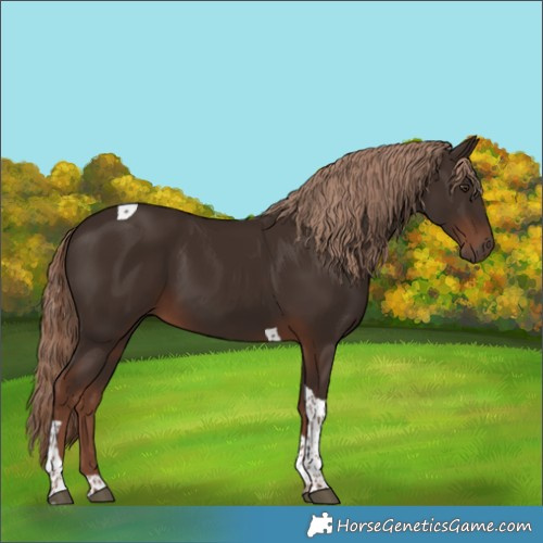Horse Color:Liver Chestnut Tobiano 