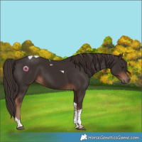 Horse Color:Liver Chestnut Tobiano 