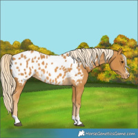 Horse Color:Palomino Near Leopard