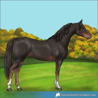 Horse Color:Liver Chestnut Tobiano
