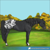 Horse Color:Black  and Black Blanket 