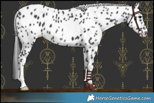 Horse Color:Black Appaloosa 