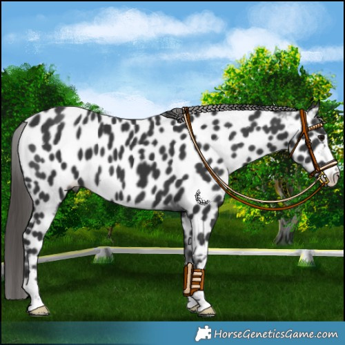 Horse Color:Black Leopard 