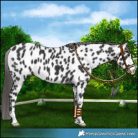 Horse Color:Black Leopard