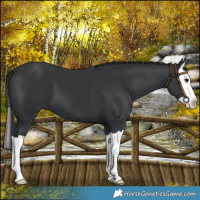 Horse Color:Black Splash 