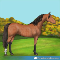 Horse Color:Bay and Bay