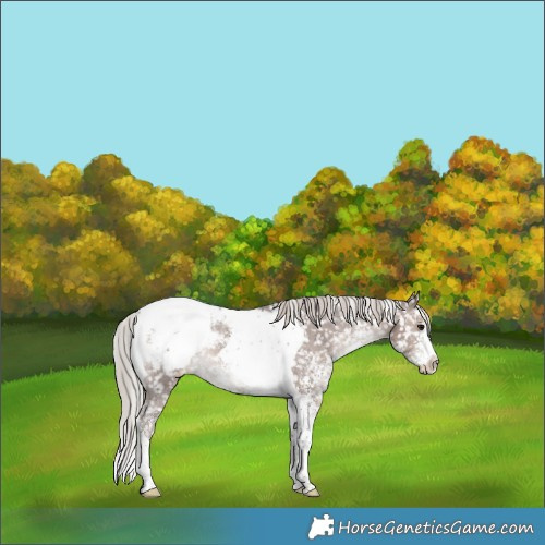 Horse Color:Silver Black Sabino Tobiano Appaloosa Rabicano 