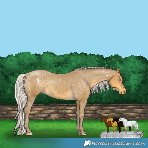 Horse Color:White Spotted Silver Classic Cream Champagne Appaloosa 