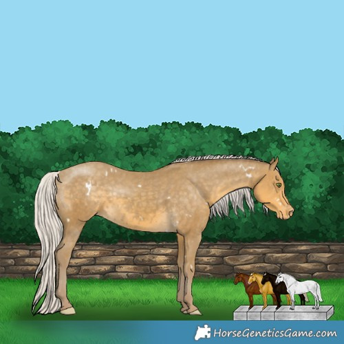 Horse Color:White Spotted Silver Classic Cream Champagne Appaloosa 