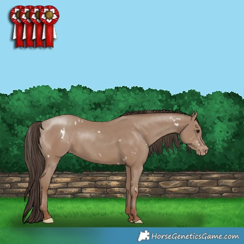 Horse Color:White Spotted Classic Champagne Appaloosa 