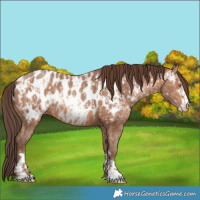 Horse Color:Amber Champagne Near Leopard and Amber Champagne Near Leopard