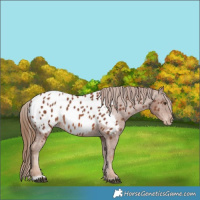 Horse Color:Chestnut Near Leopard 
