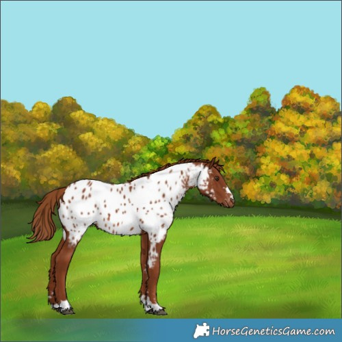 Horse Color:Chestnut Appaloosa 