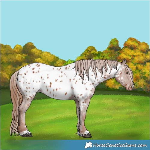Horse Color:Chestnut Near Leopard 