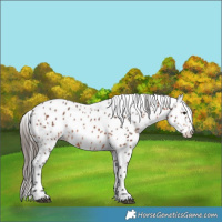 Horse Color:Bay Leopard 