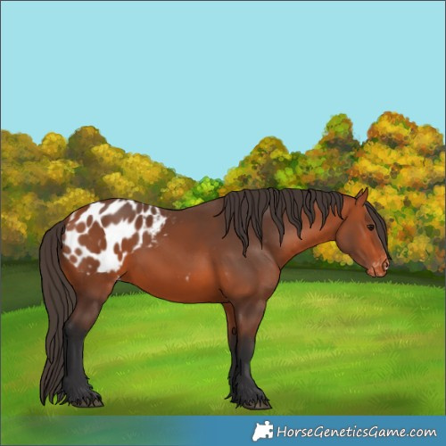 Horse Color:Bay Appaloosa 