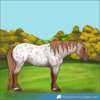 Horse Color:Red Roan Appaloosa