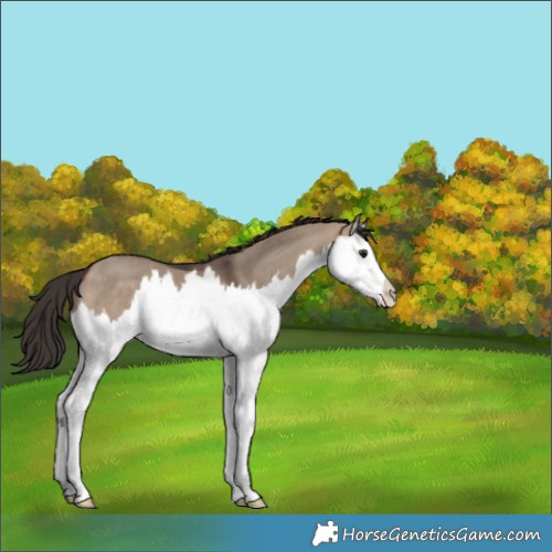 Horse Color:Brown Dun Splash 