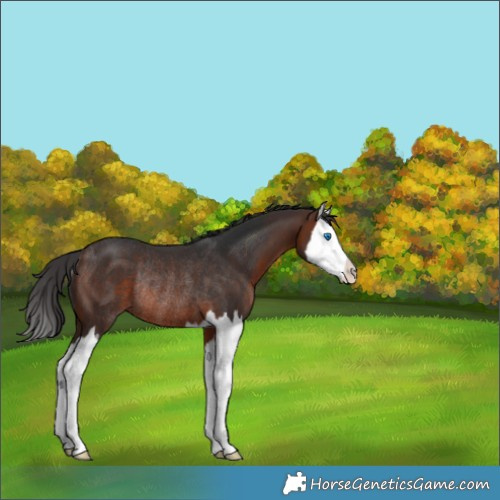 Horse Color:Brown Splash Rabicano 