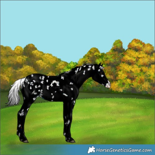 Horse Color:Smoky Grullo Sabino 