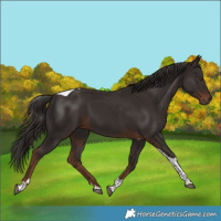 Horse Color:Liver Chestnut Tobiano 