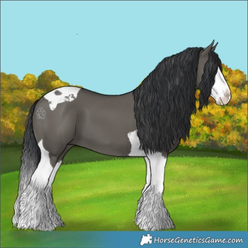 Horse Color:Grullo Splash Tobiano