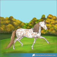 Horse Color:Chestnut Near Leopard 