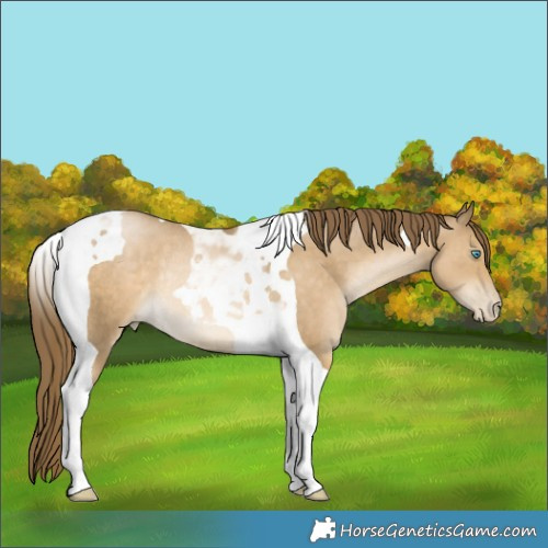 Horse Color:Smoky Black Pearl Tobiano Rabicano