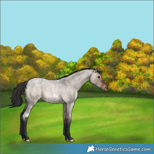 Horse Color:White Spotted Brown Roan Dun Appaloosa Rabicano