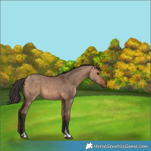 Horse Color:Bay Dun Tobiano 