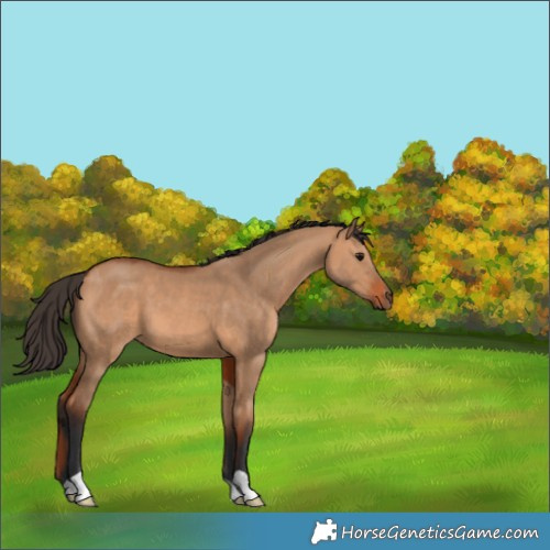 Horse Color:Bay Dun