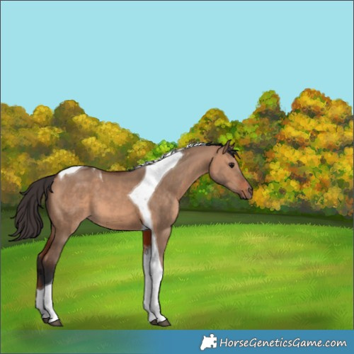 Horse Color:Bay Dun Tobiano