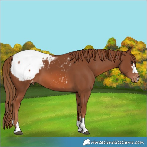 Horse Color:Chestnut Appaloosa 
