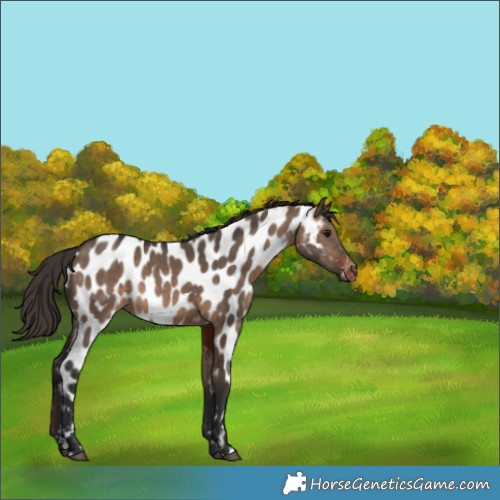 Horse Color:Brown Dun Appaloosa 