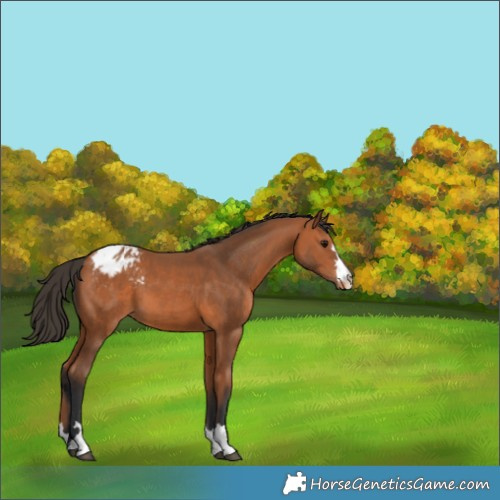 Horse Color:Bay Appaloosa 